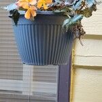 Begonia sutherlandii Flower