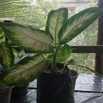 Dieffenbachia seguineഇല