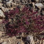 Suaeda vermiculata Συνήθη χαρακτηριστικά