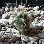 Ferocactus herrerae Foglia