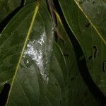 Ocotea morae Leaf