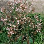 Abelia × grandiflora Buveinė