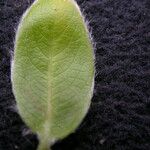 Salix daltoniana Leaf