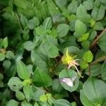 Dissotis rotundifolia Плод