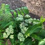 Eupatorium pilosum Blodyn