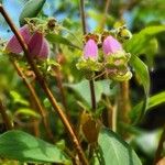 Kohleria warszewiczii Flor