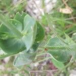 Blackstonia perfoliata 叶