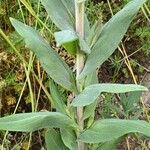 Symphyotrichum laeve Leaf