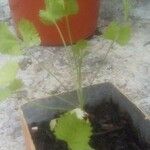 Pimpinella anisum Feuille