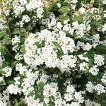 Spiraea nipponica Flors