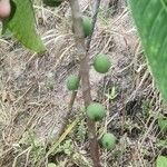 Ficus maxima Froito