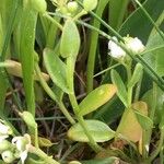 Cochlearia anglica पत्ता