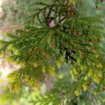 Dacrycarpus vieillardii Hoja