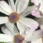 Pericallis cruenta Цветок