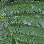 Acacia dealbata পাতা