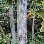 Acer davidii Écorce