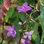 Pseuderanthemum alatum Flor