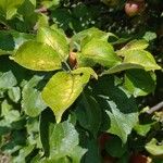 Malus domestica ᱥᱟᱠᱟᱢ