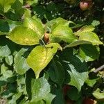 Malus domestica Leaf