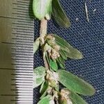 Euphorbia thymifolia Övriga