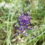 Muscari comosumFlower