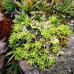 Baccharis alpina Leaf