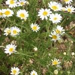 Anthemis arvensis Flower