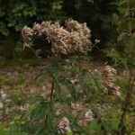 Eupatorium cannabinumŽiedas