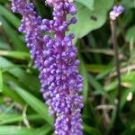 Liriope muscari 花