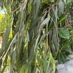 Eucalyptus camaldulensis Leaf