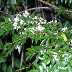 Azara lanceolata अन्य