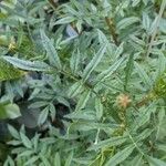 Tagetes erecta Лист