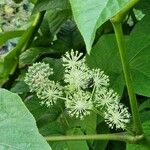 Aralia cordata पत्ता