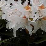 Rhododendron maximum Flor