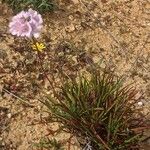 Armeria pungens 其他