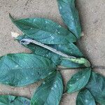 Rothmannia hispida Hoja