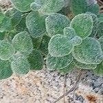 Origanum dictamnus Leaf