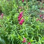 Penstemon barbatus Hoja