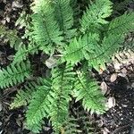 Polystichum makinoi Leaf