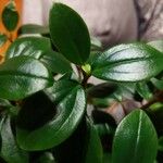 Peperomia glabella Ліст