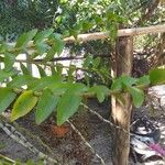 Dendrobium secundum Hostoa