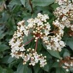 Viburnum rigidum Fleur