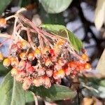 Cotoneaster coriaceus Fruitua