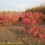 Salicornia procumbens Характер