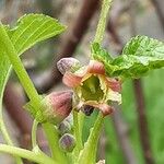 Ribes nigrum Kukka