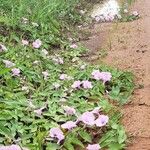 Ipomoea setifera Агульны выгляд