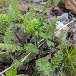 Pedicularis canadensis 叶