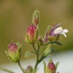 Chaenorhinum minus Fruit