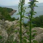 Campanula speciosa Flower