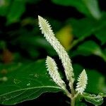 Cyathula achyranthoides Corteza